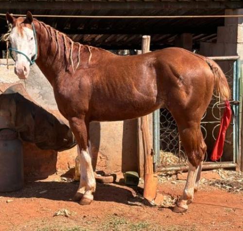 SPOOK BAR DUNIT (5 Coberturas)