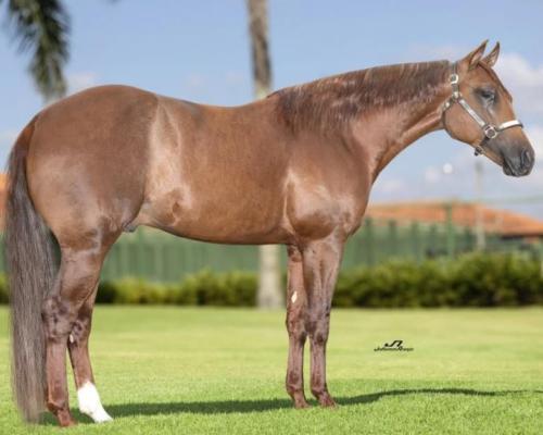 RCH METAL CAT SHINE (1 Cobertura)