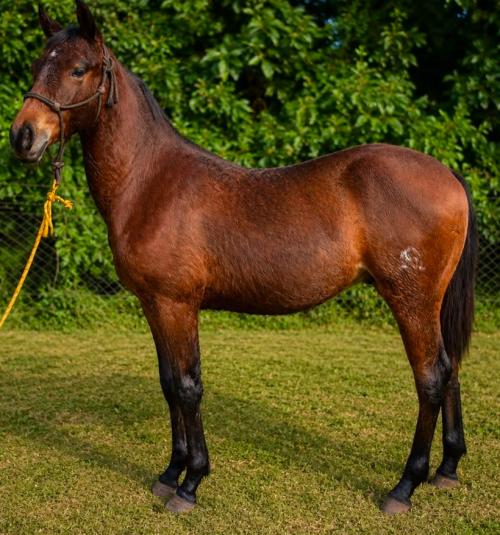 FRITZ PLAYBOY SKY x MARY DUN IT