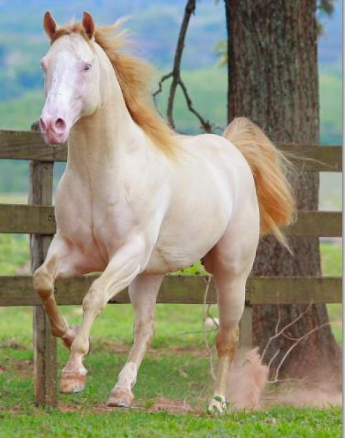 HOLLYWOOD DUN PLL (1 Cobertura)