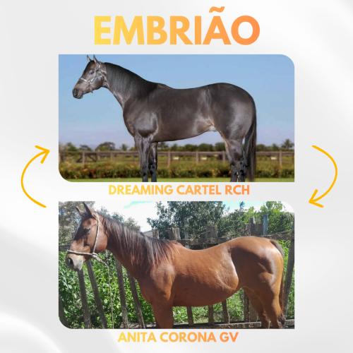 DREAMING CARTEL RCH X ANITA CORONA GV (Embrião efetivado)