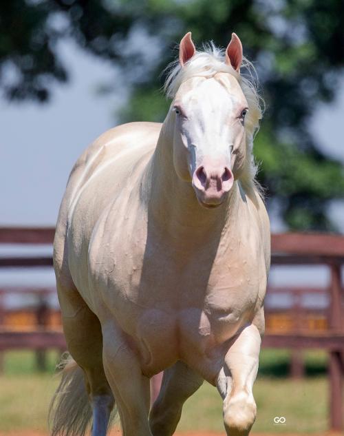 BIG CHEX (1 Cobertura)