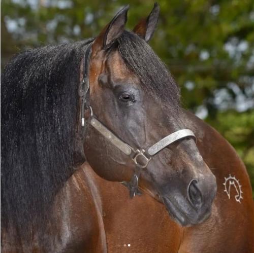 ANEL DOC (S. Congelado)