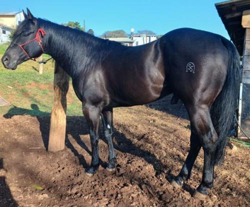 BLACK ROOST (1 Cobertura)