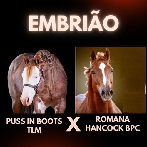 PUSS IN BOOTS TLM X ROMANA HANCOCK BPC (Embrião a efetivar)