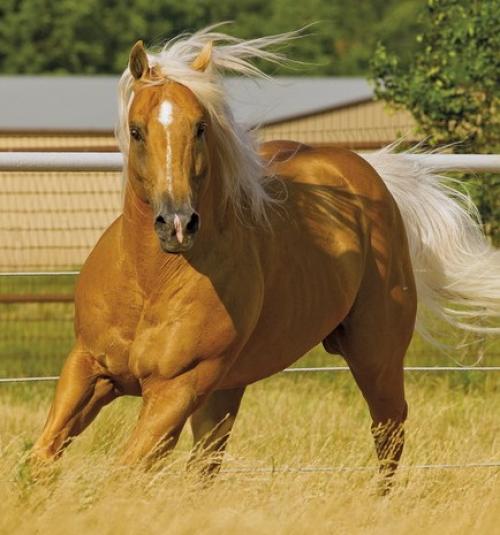 BULLYS ON FIRE (S.Congelado)