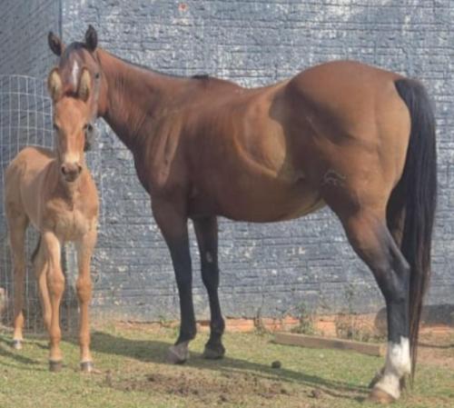 BELLA BEE LENA (Lote 2 em 1)