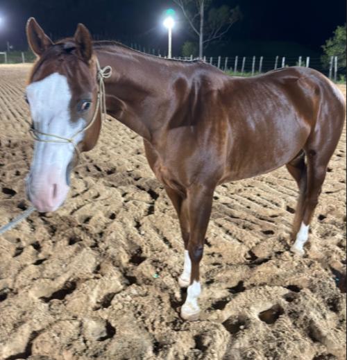 JASPER STEP CIELO (P+)