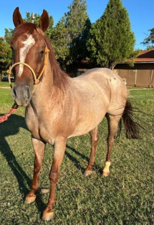 BLUE GUN CAT JR (1 Cobertura)