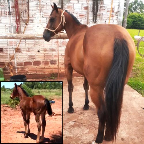 TAPIOCA CHIC OLENA (Lote 2 em 1)