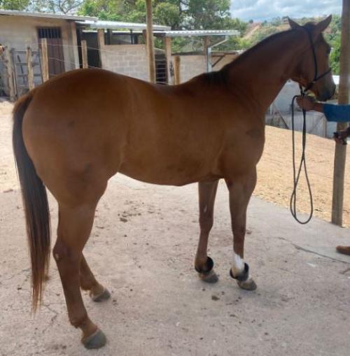 DON ETERNALLY DASH X RICCA FLY