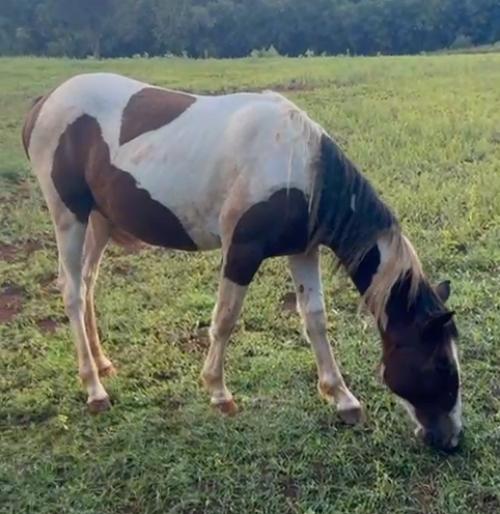 POTRA PAINT SEM REGISTRO