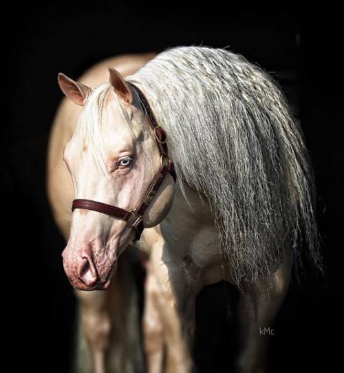 WHITEY N HOLLYWOOD (1 Cobertura)