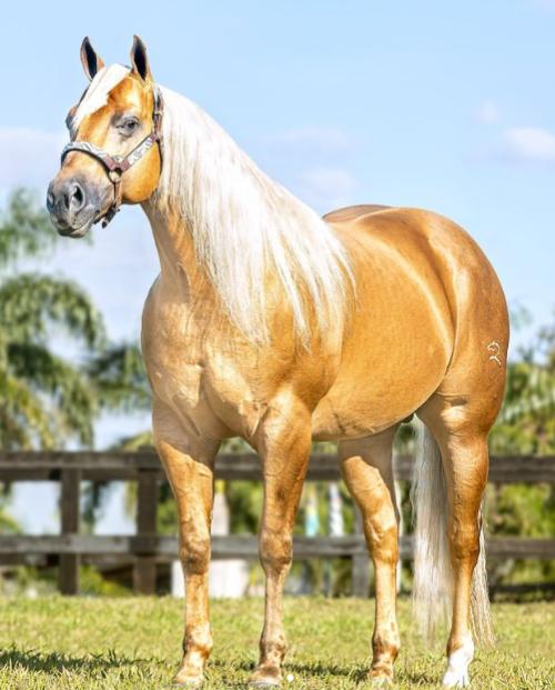 CHICOWHIZ (1 Cobertura)