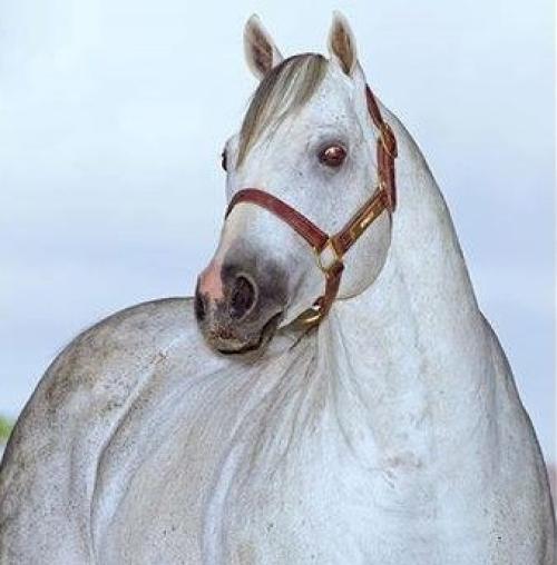 SEPARATIST (S. Congelado)